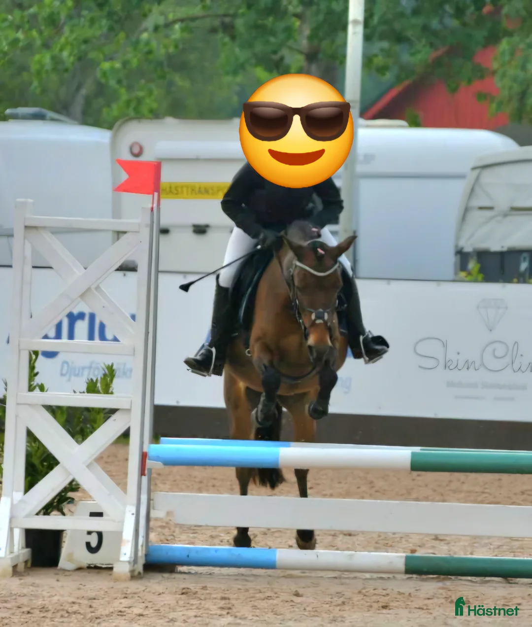 Allround hästar till salu: Snällt russto BVSA, ev byte - Annons 2