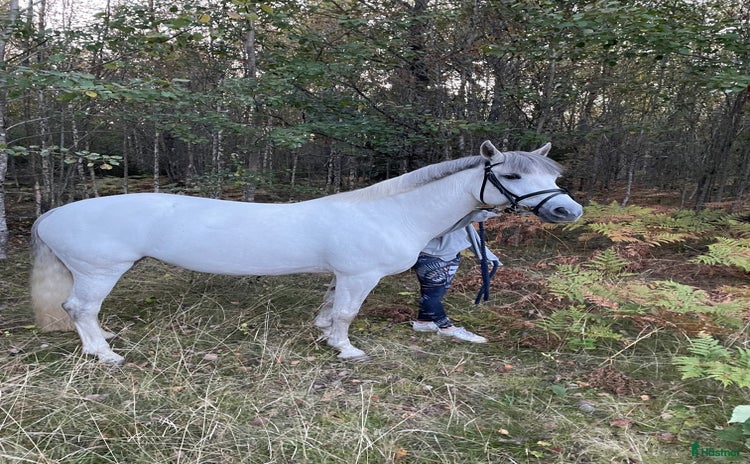  hästar i Sävsjö - Annons 14