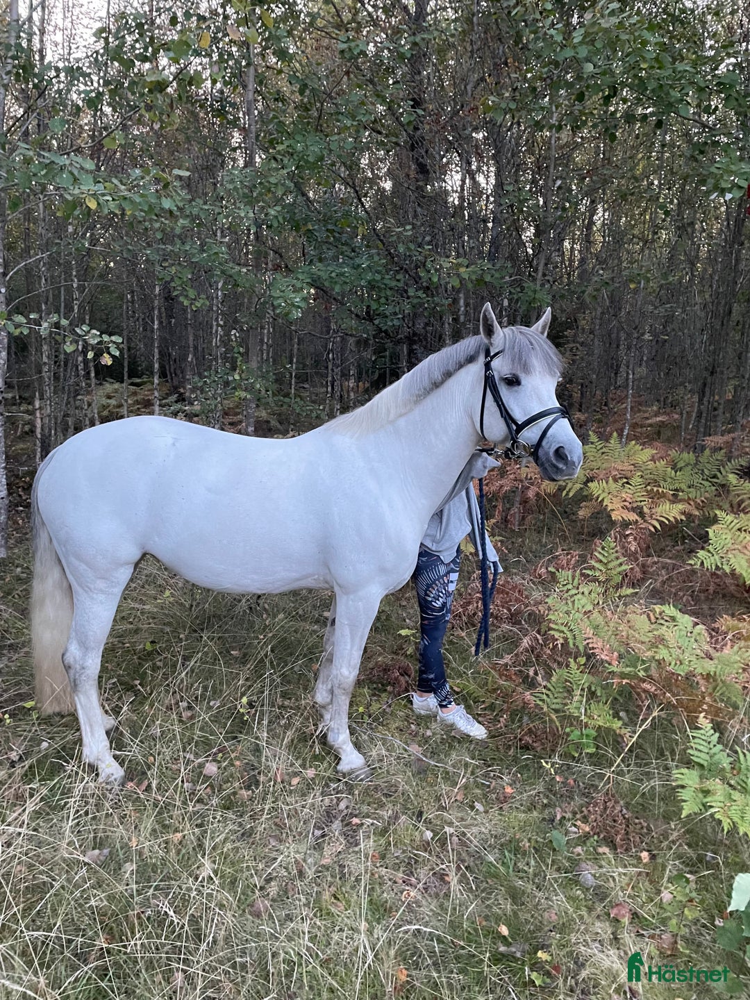 Avelshästar hästar till salu: Fantastisk hobbyhäst/Avel i Sävsjö - Annons 1