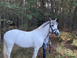 hästar Fantastisk hobbyhäst/Avel i Sävsjö - Annons 6