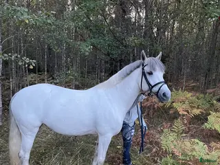 hästar Fantastisk hobbyhäst/Avel - Annons 3