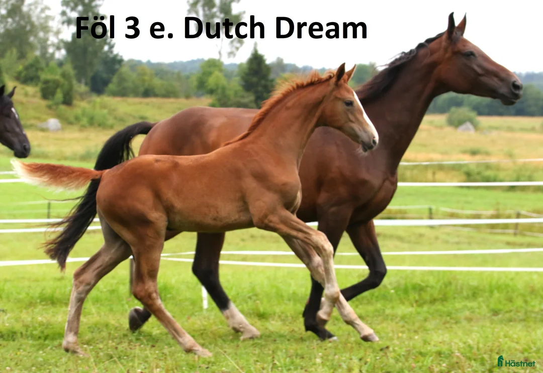 Dressyr hästar till salu: Dräktigt sto för dressyr och/eller avel i Dyltabruk - Annons 7