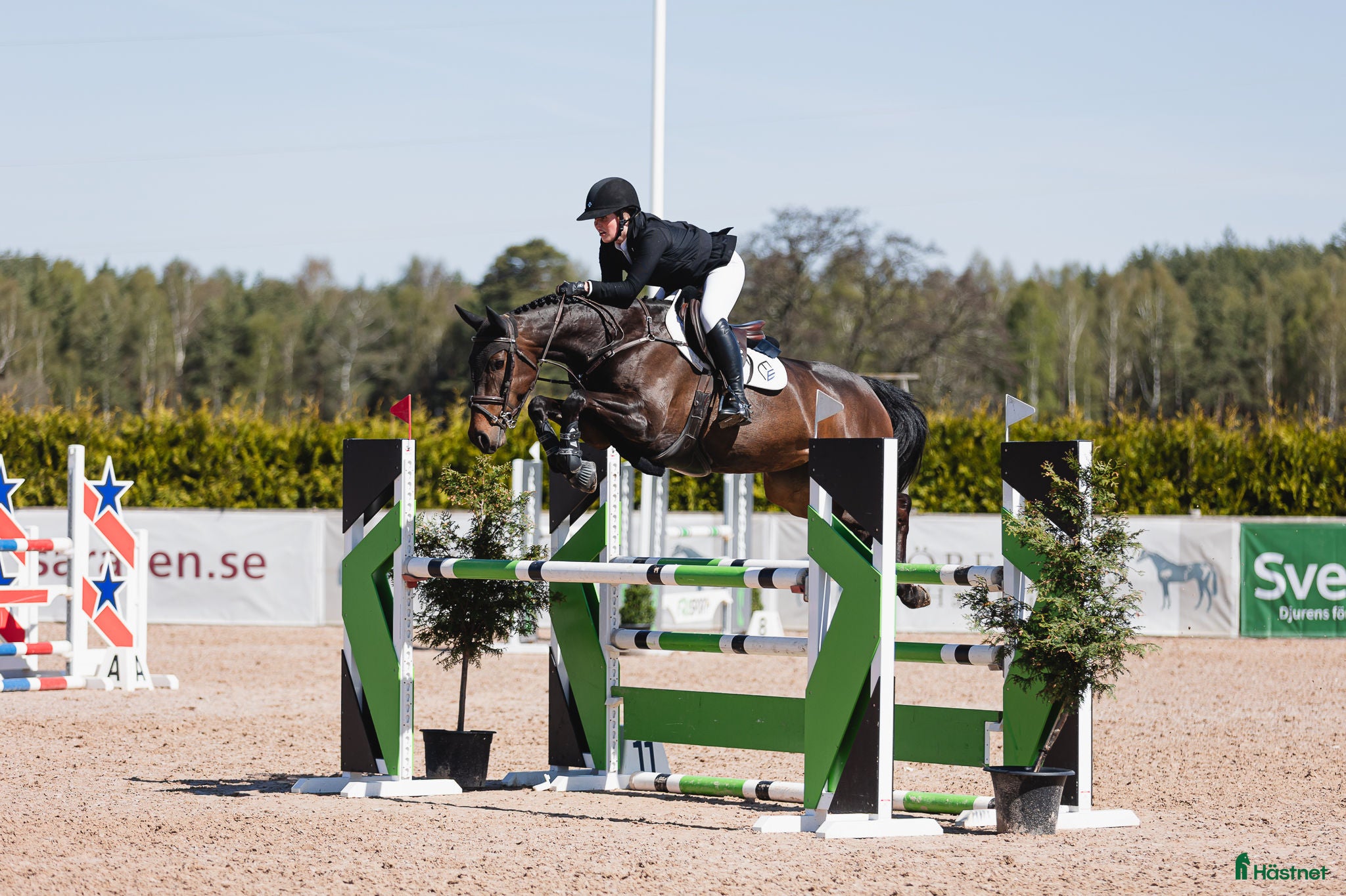  hästar Diadora VS - Young rider/Junior häst med kapacitet i Borrby - Annons 17