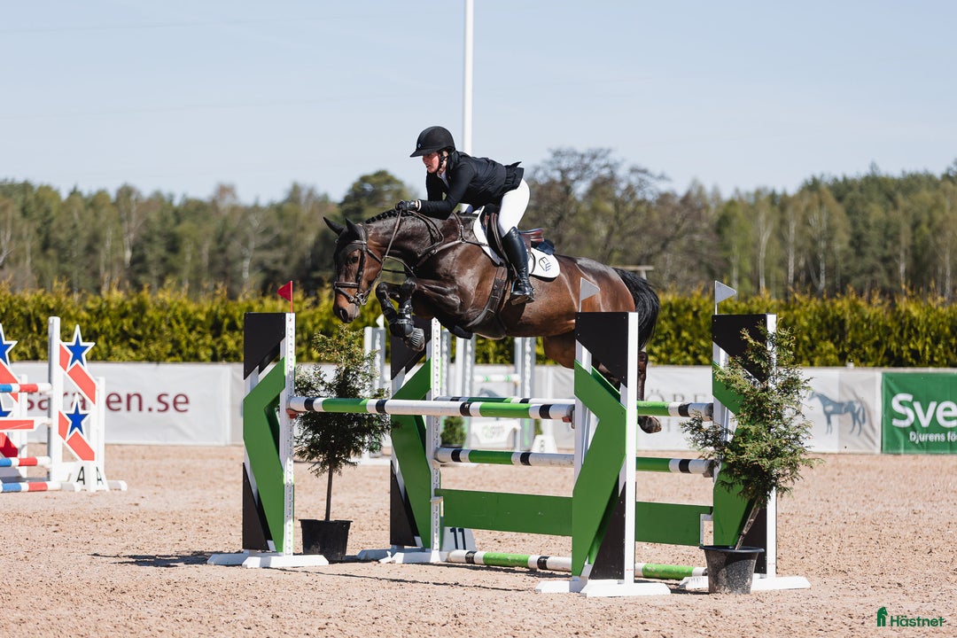 Hoppning hästar till salu: Diadora VS - Young rider/Junior häst med kapacitet i Borrby - Bild 2