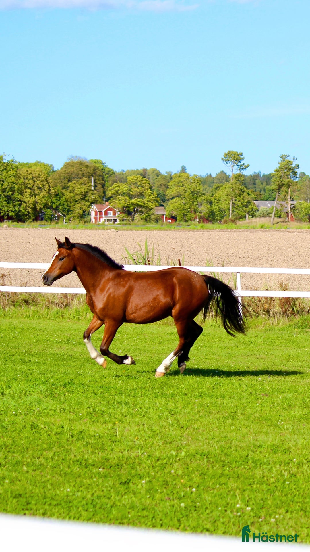 Allround hästar till salu: ✨Guldbelönad Welsh i storlek för både barn & vuxna i Vingåker - Annons 6