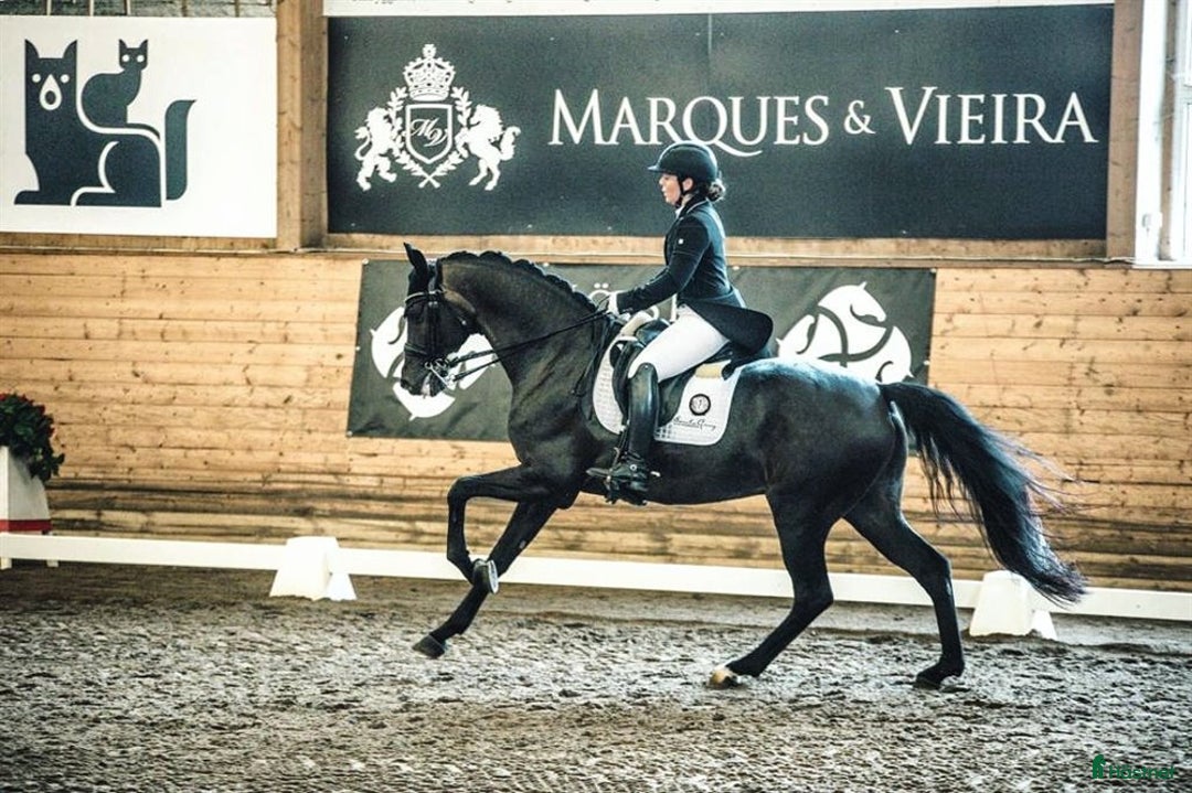 Dressyr hästar till salu: Ögonsten som vill ut och glänsa på tävlingsbanan  i Eslöv - Annons 3