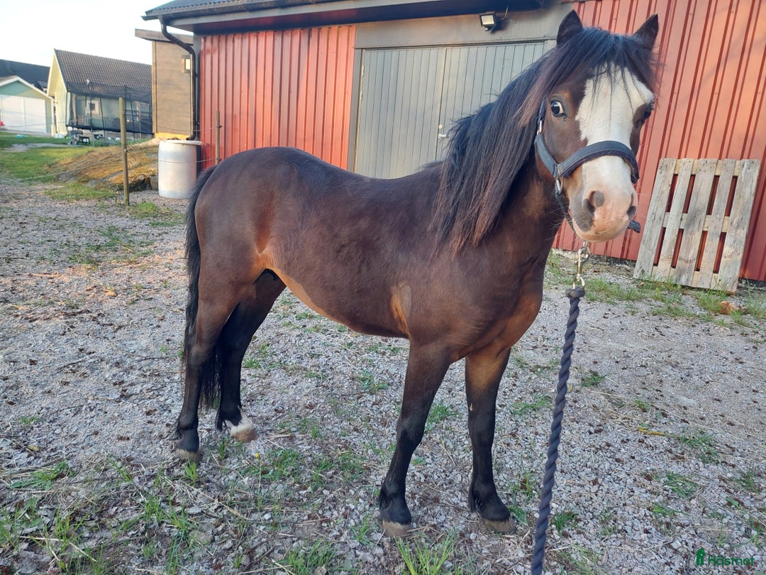Allround hästar till salu: Welshponny  i Jämjö - Bild 4