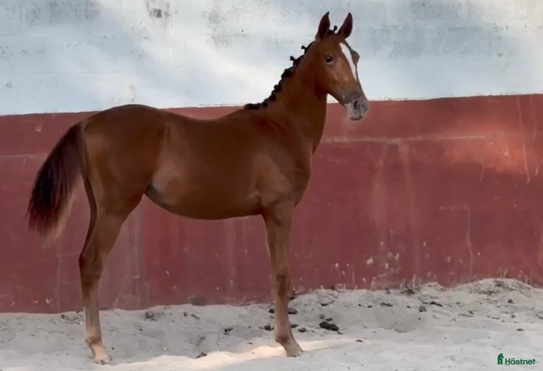 Allround hästar till salu: Luso varmblodig sto i Badajoz - Annons 2