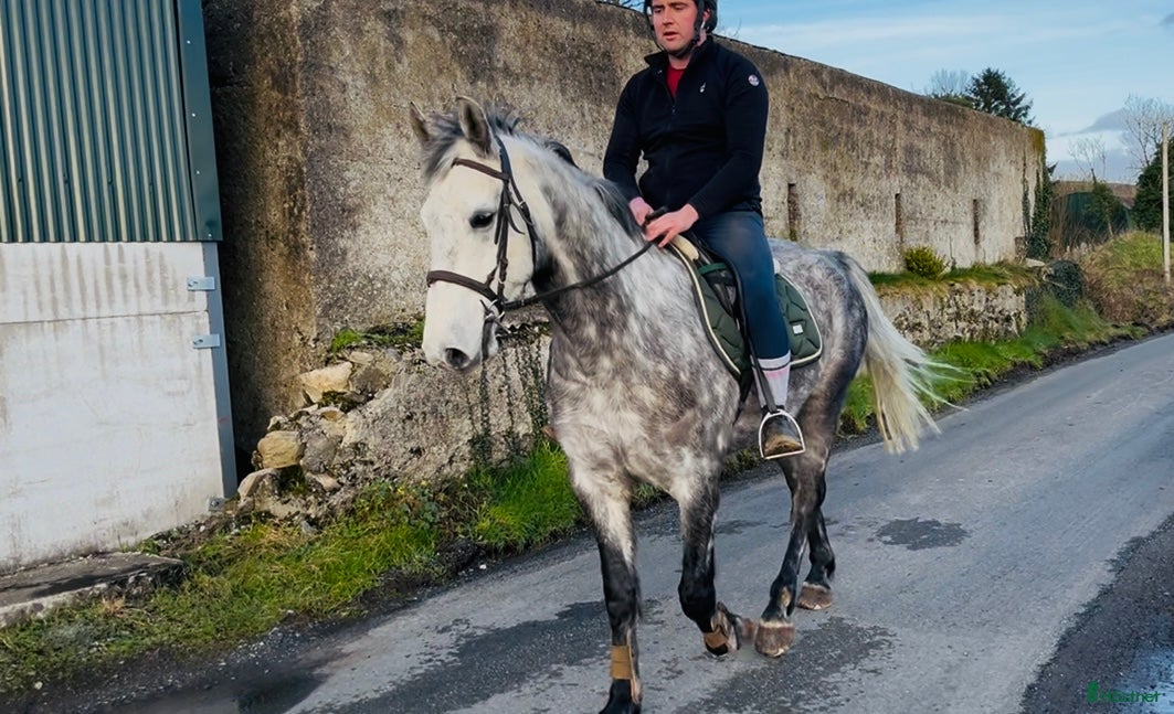  hästar Beautiful gelding 160cm i Ljungby - Annons 1
