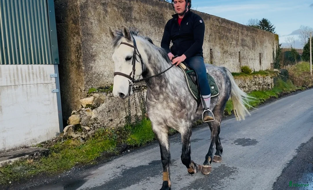 Allround hästar till salu: Beautiful gelding 160cm i Ljungby - Annons 1