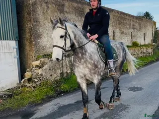 hästar Beautiful gelding 160cm i Ljungby - Annons 1