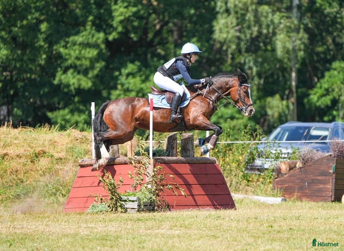  foderhäst Läromästare & tränings kompis - Annons 1