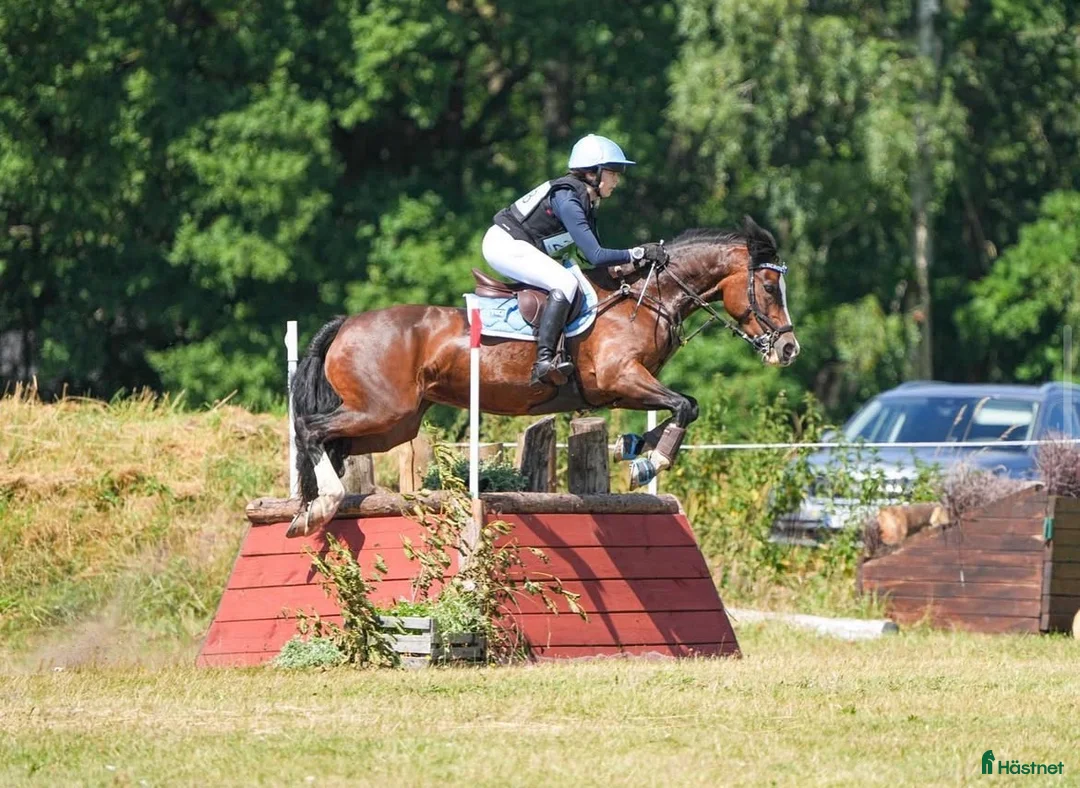  foderhäst finnes: Läromästare & tränings kompis - Annons 1