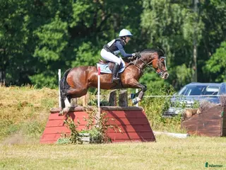 foderhäst finnes: Läromästare & tränings kompis - Annons 2