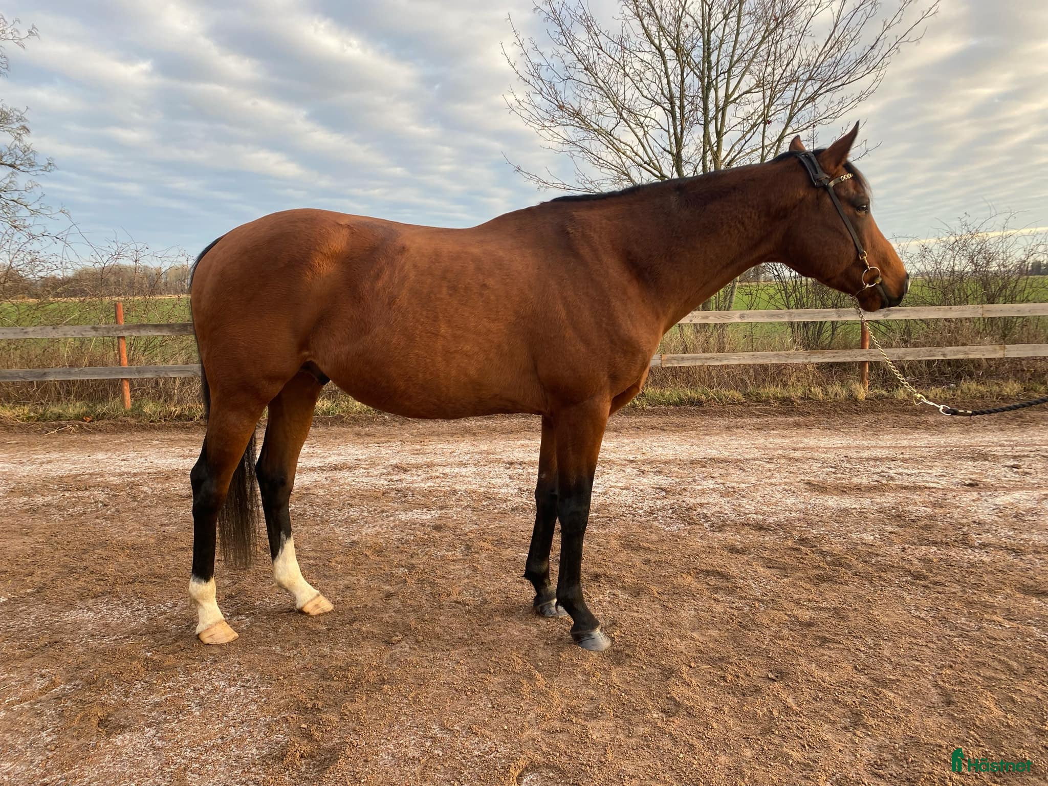  hästar Till avel eller ridning  - Annons 2