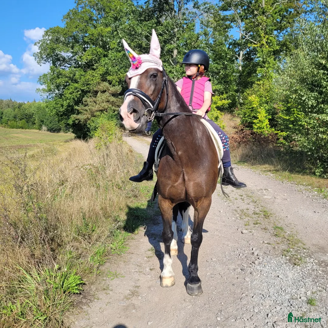  medryttarhäst finnes: Medryttare sökes ! till barnPonny  i Blekinge i Karlshamn - Annons 7