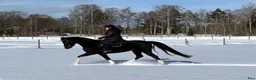 Allround hästar sökes: Sto till livslångt femstjärnigt hem! i Nyköping - Annons 14