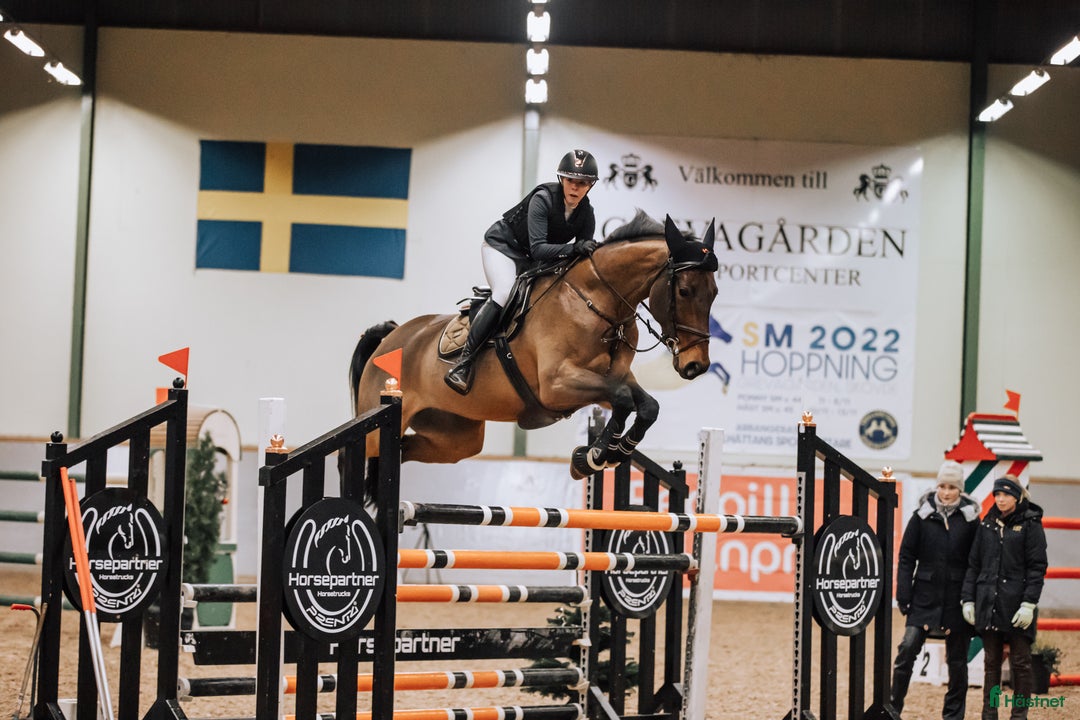 Hoppning hästar till salu: Topphäst Children/Junior Prissänkt! i Västra Frölunda - Annons 9