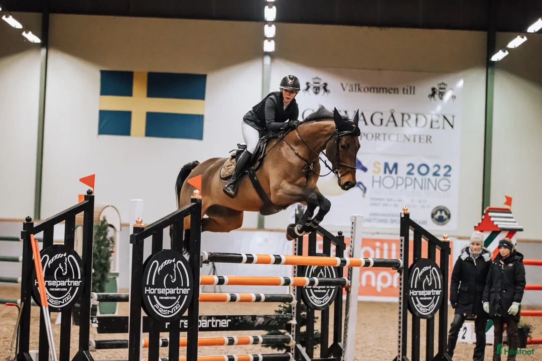 Hoppning hästar till salu: Topphäst Children/Junior  - Annons 9