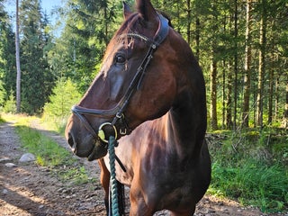 stallplats finnes: Lugnt och mysigt stall i Sandared i Sandared - Annons 1
