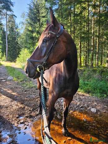 stallplats i Sandared - Annons 17