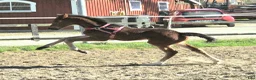 Dressyr hästar till salu: Gångartsföl med galopp ++ - Annons 1