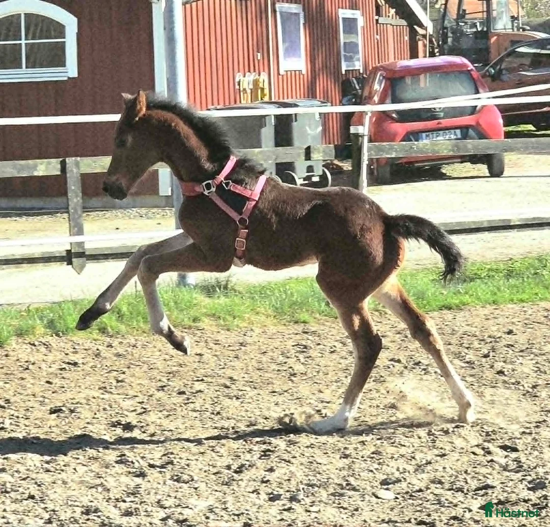 Dressyr hästar till salu: Gångartsföl med galopp ++ - Annons 1