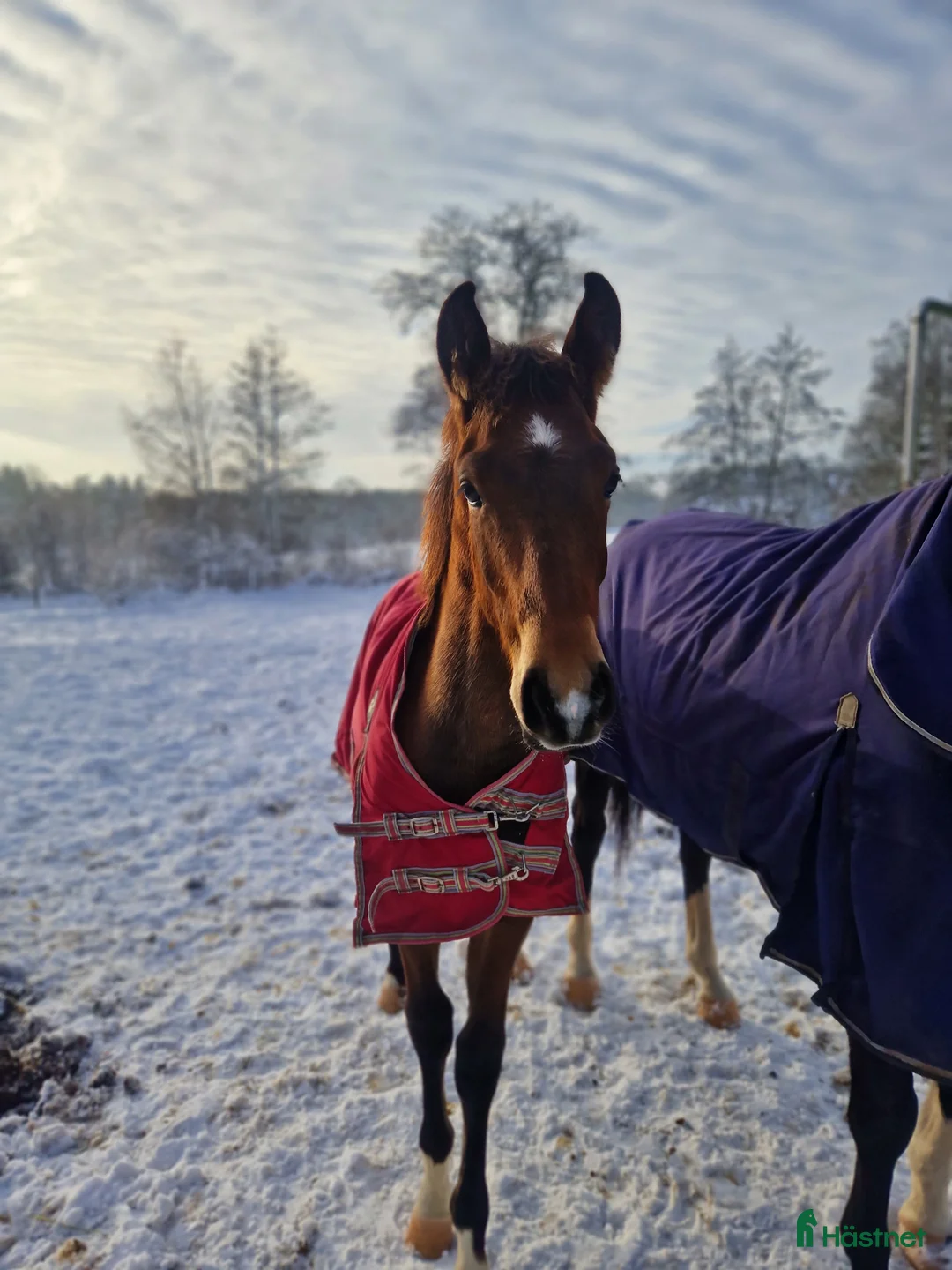 Allround hästar till salu: Vaquero  - Annons 21