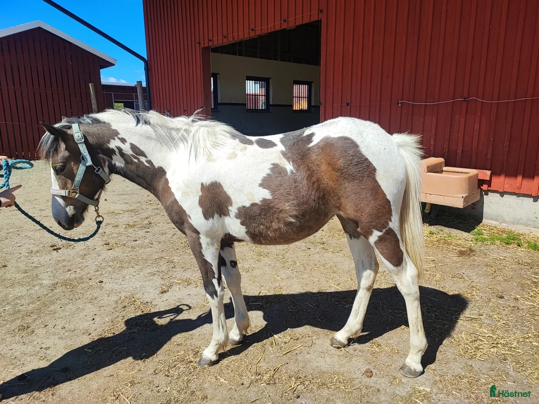 Allround hästar till salu: Härlig ettåring  i Lycke - Annons 3