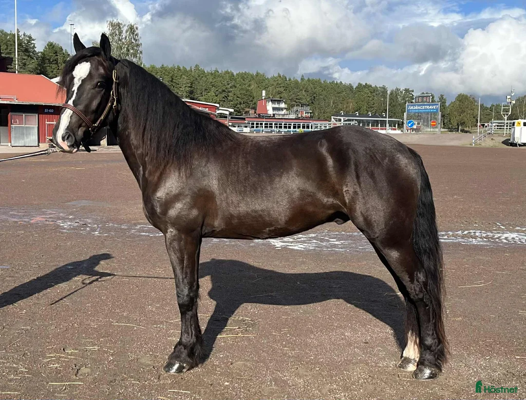 Trav hästar till salu: Välstammad 3 åring - Annons 3