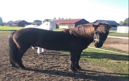 Allround hästar till salu: Islands valack  i Äppelbo - Annons 12