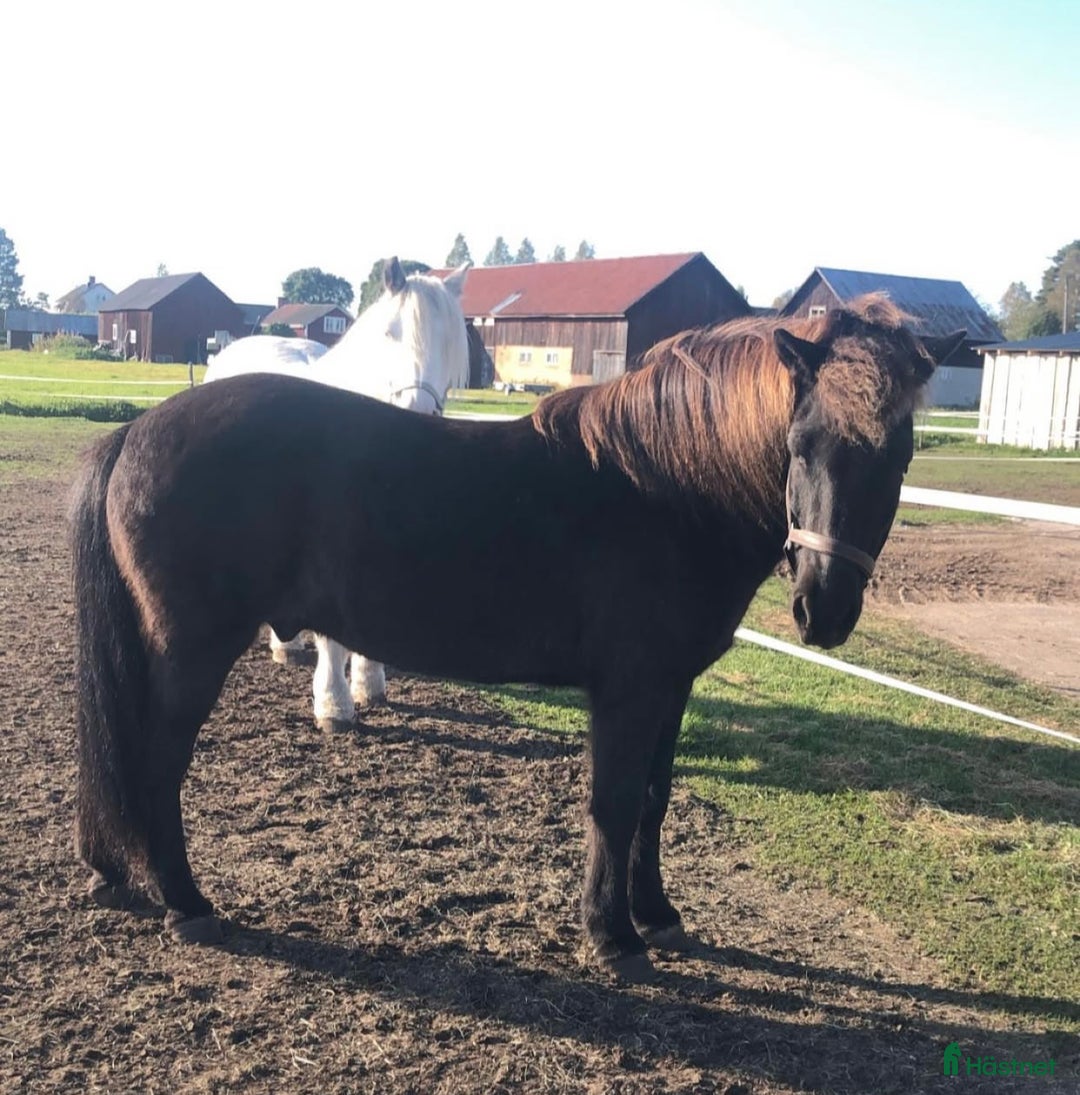 Allround hästar till salu: Islands valack  i Äppelbo - Annons 12
