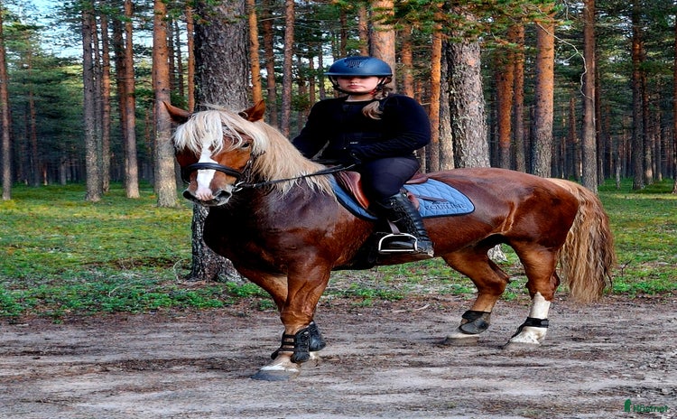  hästar Snyggaste fuxen som finns. i Öjebyn - Annons 14