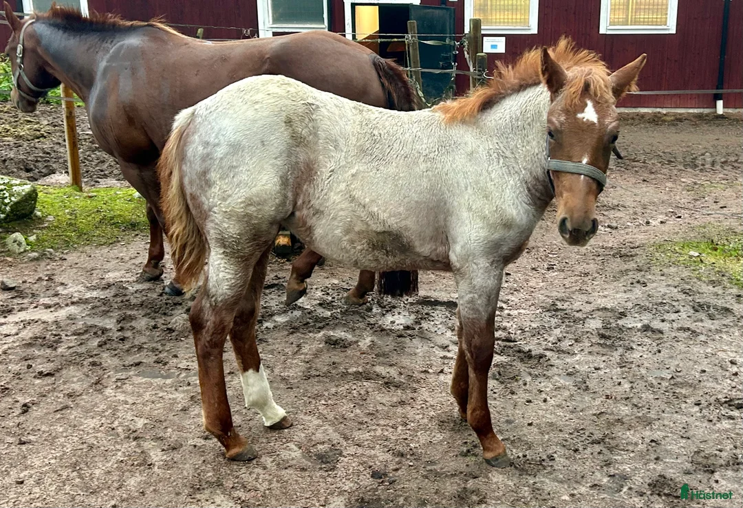 Western hästar till salu: Quarter sto föl i Kristinehamn - Annons 8