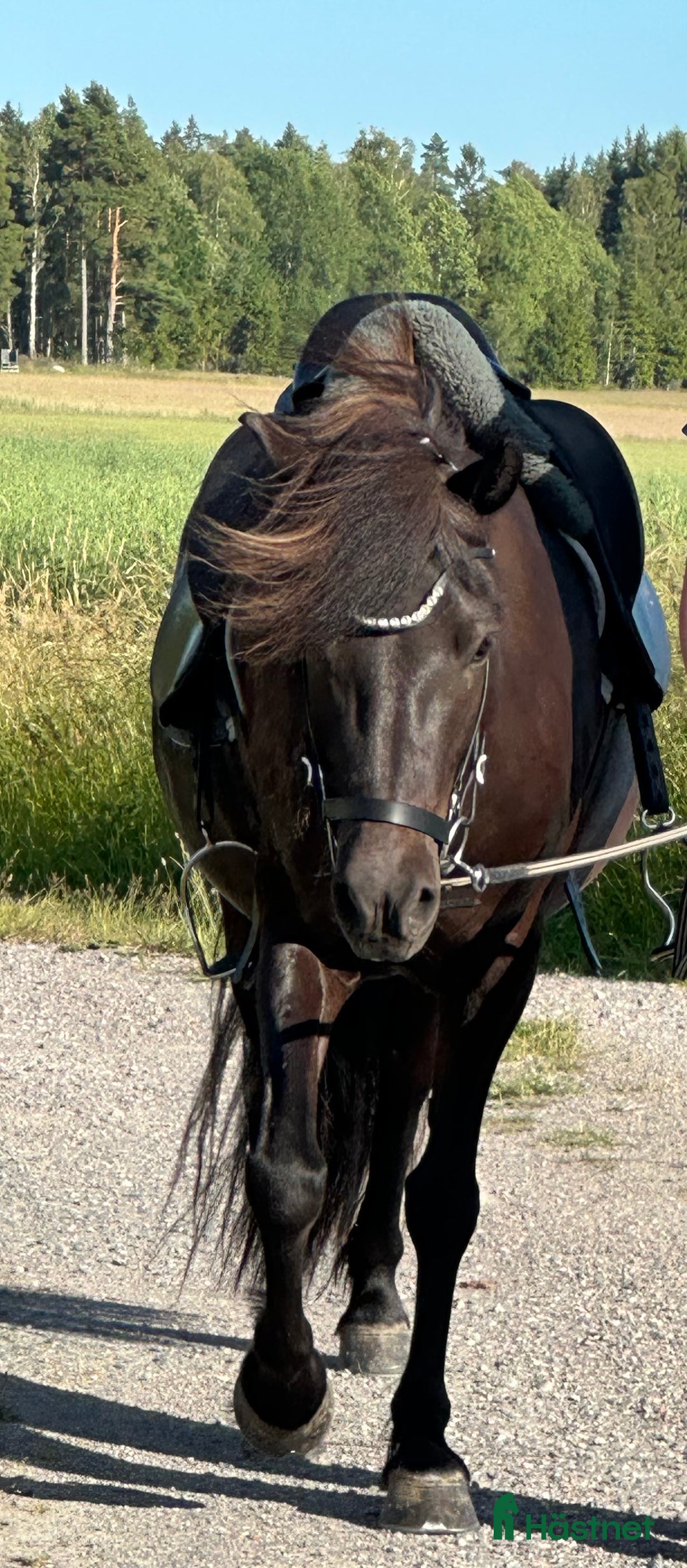 Island hästar till salu: Islandsto ev 🔁 i Grästorp - Annons 2