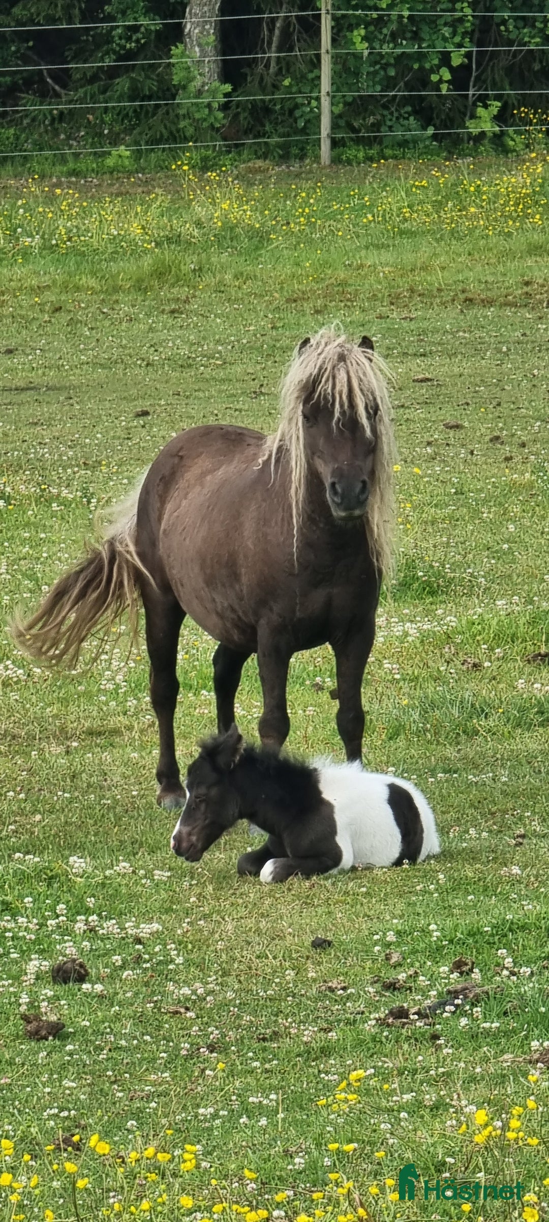 Allround hästar till salu: Underbar mini american föl. i Skara - Annons 14