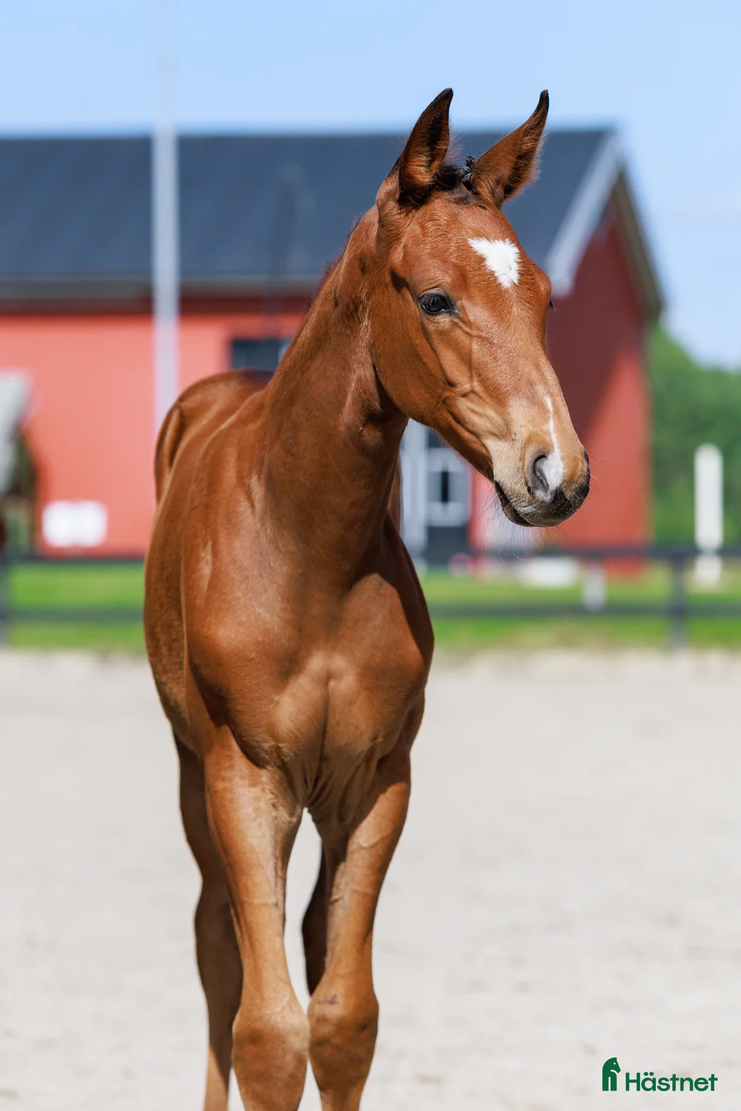 Hoppning hästar till salu: I’m Special de Muze - For Pleasure i Kungsör - Annons 1