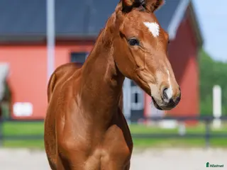 hästar I’m Special de Muze - For Pleasure i Kungsör - Annons 4