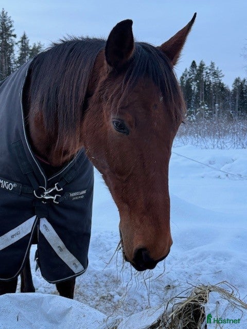  hästar valack e bold eagle i Nyland - Annons 3