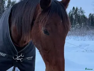 hästar valack e bold eagle i Nyland - Annons 3