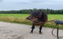 Avel hästar till salu: Välstammad avelshingst söker nytt hem! i Skinnskatteberg - Bild 4