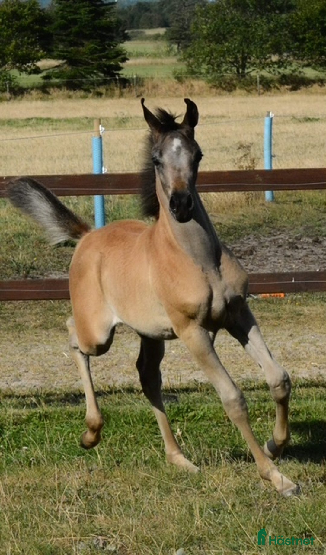 Avelshästar hästar till salu: Super 3 års hoppe til avl og udstillinger i Videbæks kommun - Annons 3