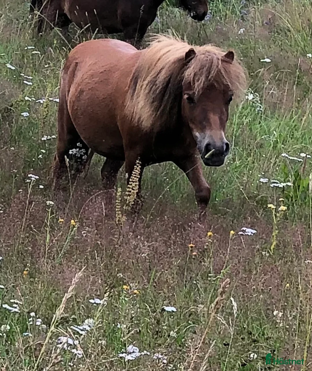 Sällskap hästar till salu: Minishetland sto 4 år i Nyköping - Annons 1