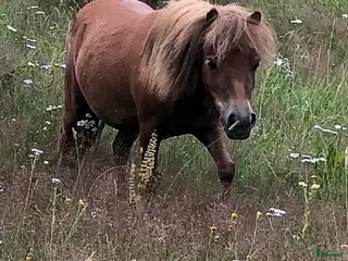 hästar Minishetland sto 4 år i Nyköping - Annons 1