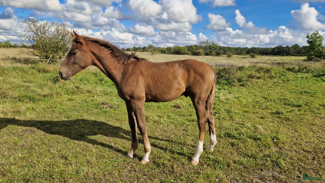 Hoppning hästar till salu: Cosmo e. Come on plus- Favorit Ask  i Stånga - Annons 4