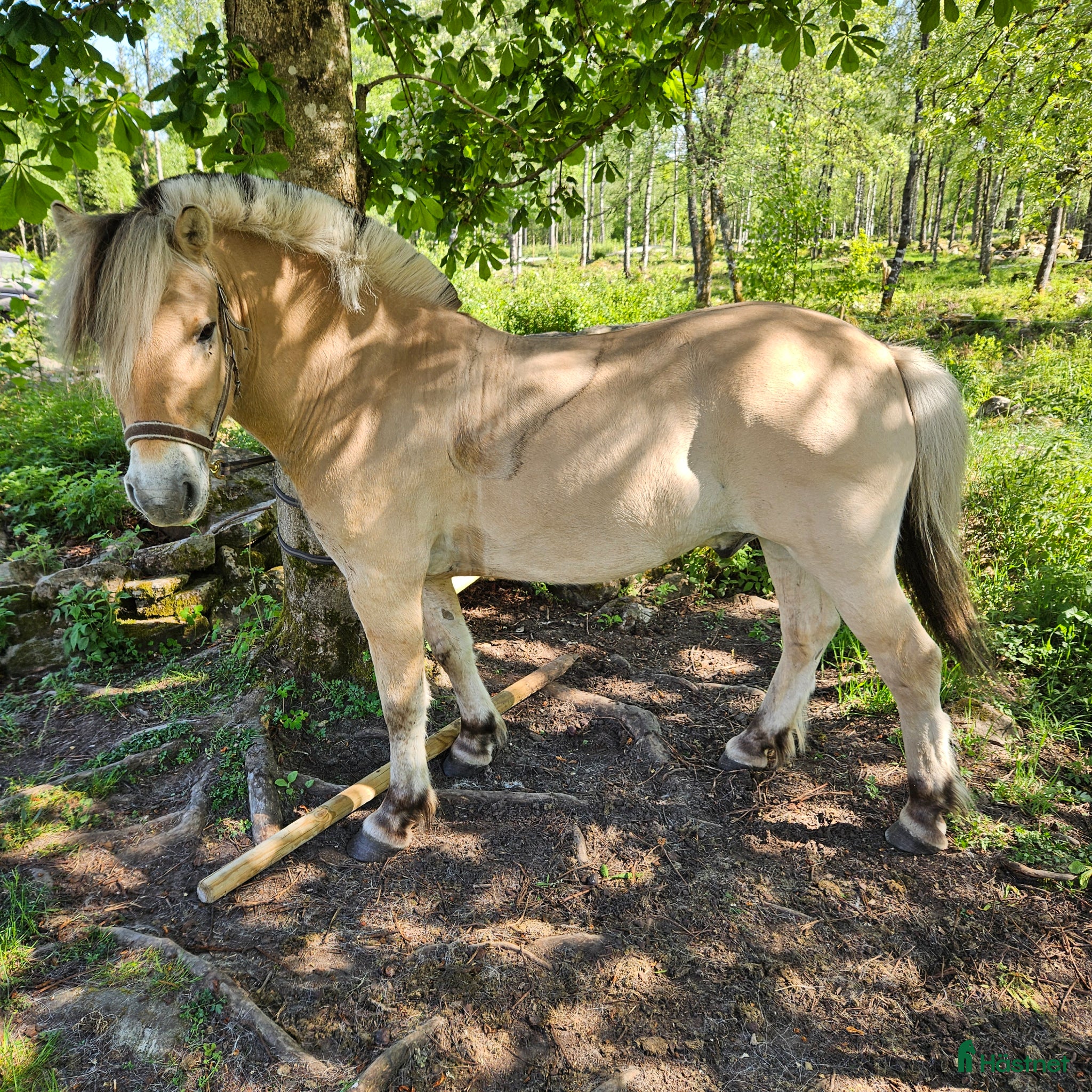  hästar Mysig familjekille - Annons 4
