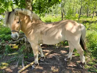 hästar Mysig familjekille - Annons 4