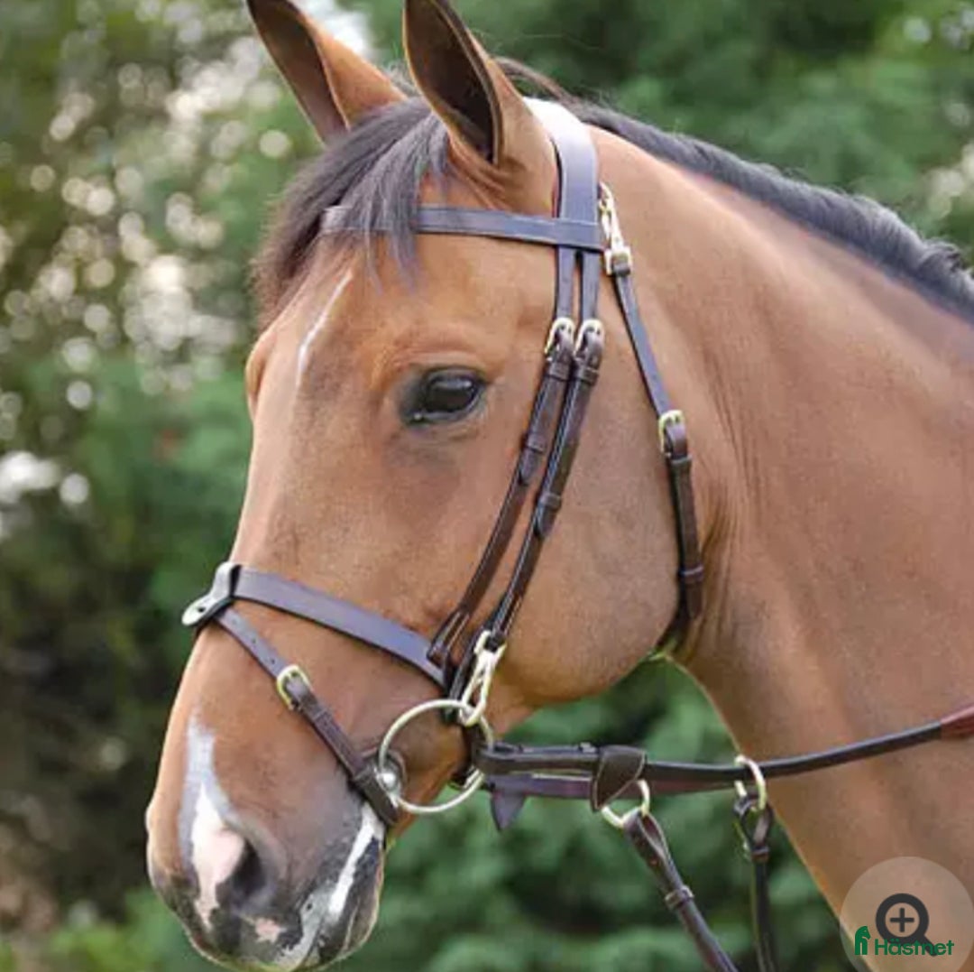 Träns hästutrustning till salu: Brunt dyon träns! i Täby - Annons 4