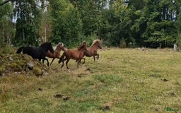 Island hästar till salu: 3 islandsston av hög kvalitet säljes pga flytt  i Fjärås - Annons 17