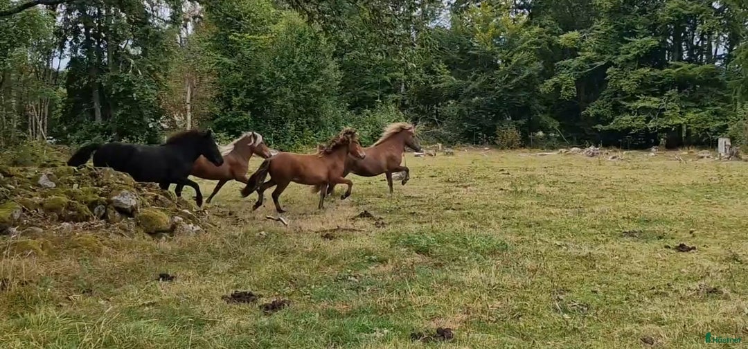 Island hästar till salu: 3 islandsston av hög kvalitet säljes pga flytt  i Fjärås - Annons 17